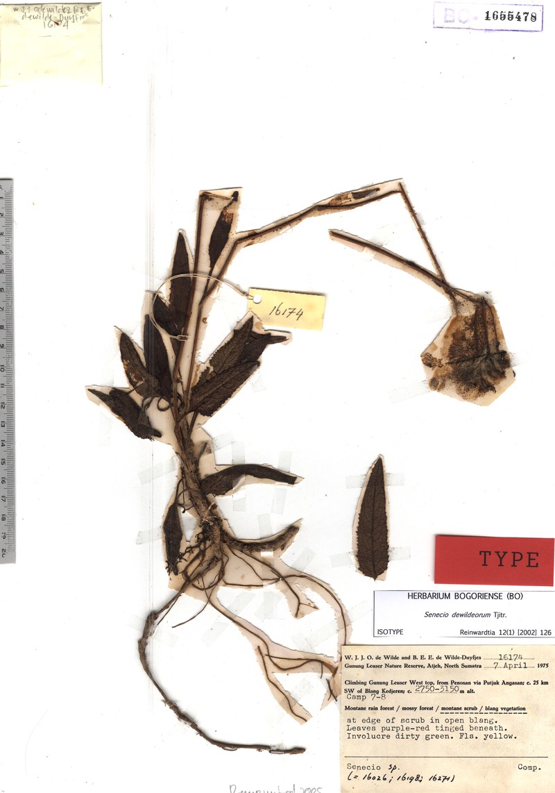 Senecio dewildeorum