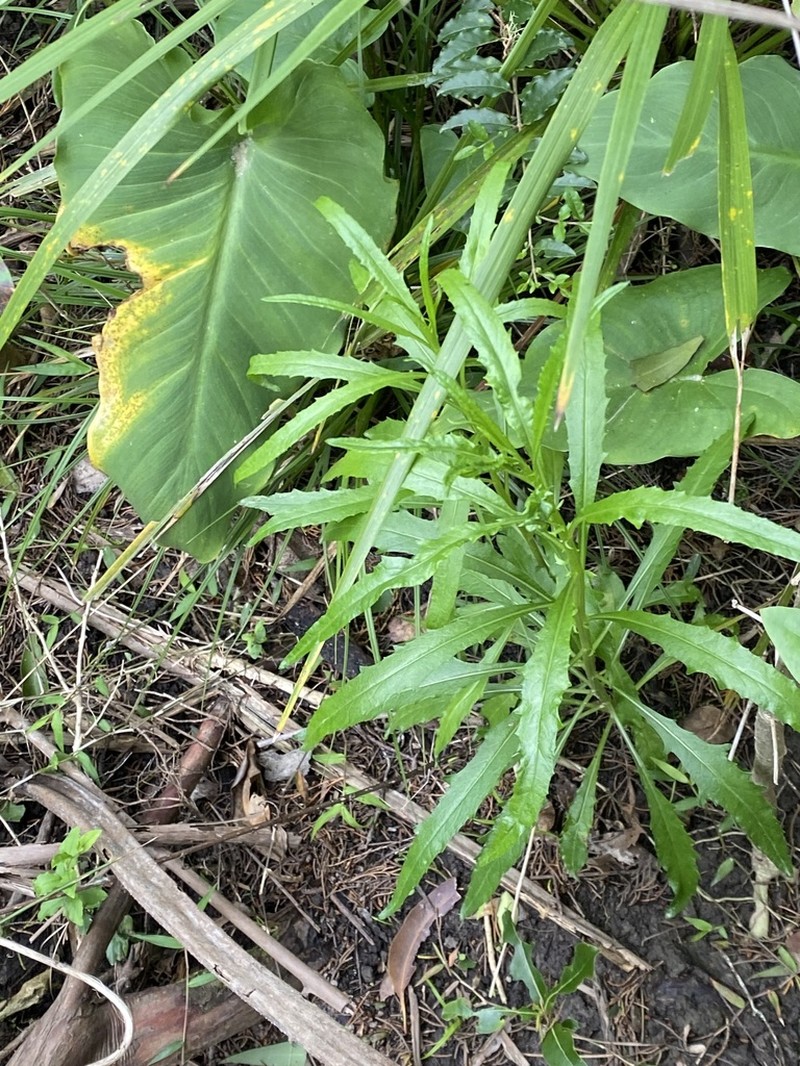 Senecio diaschides