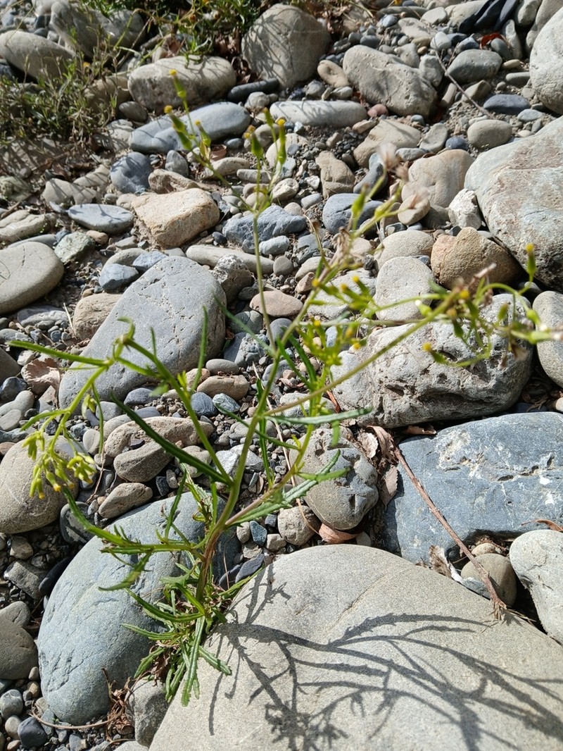 Senecio diaschides photo 2
