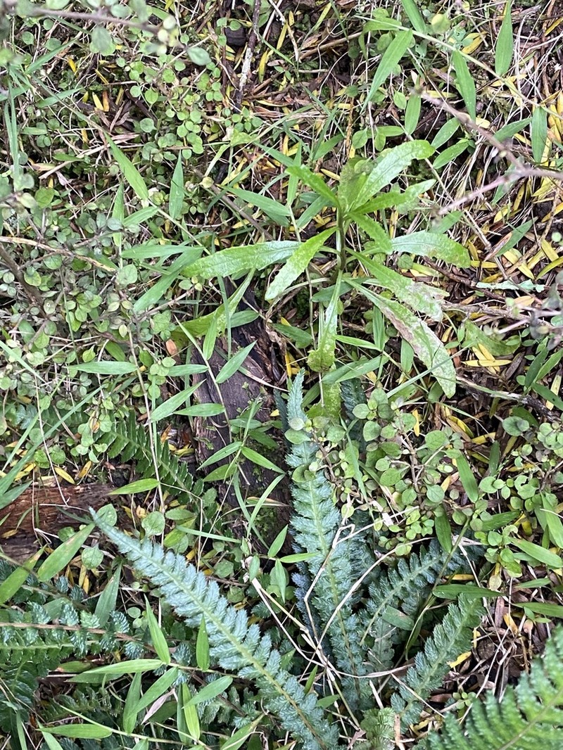 Senecio diaschides photo 3