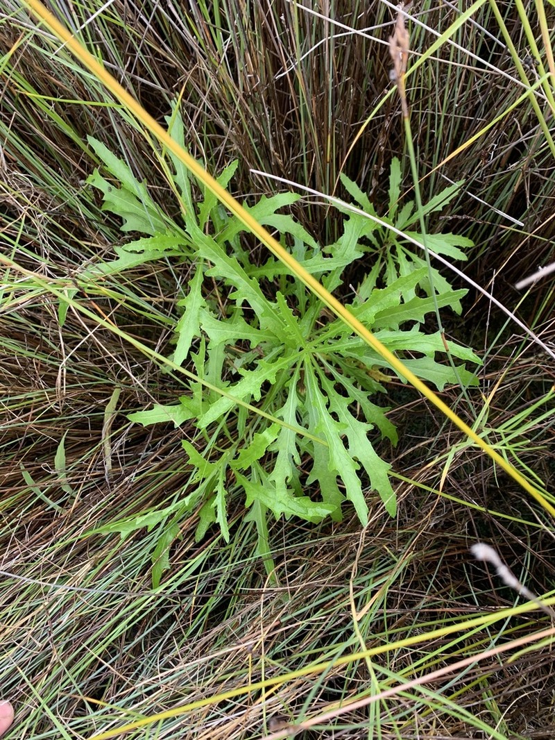 Senecio diaschides photo 4