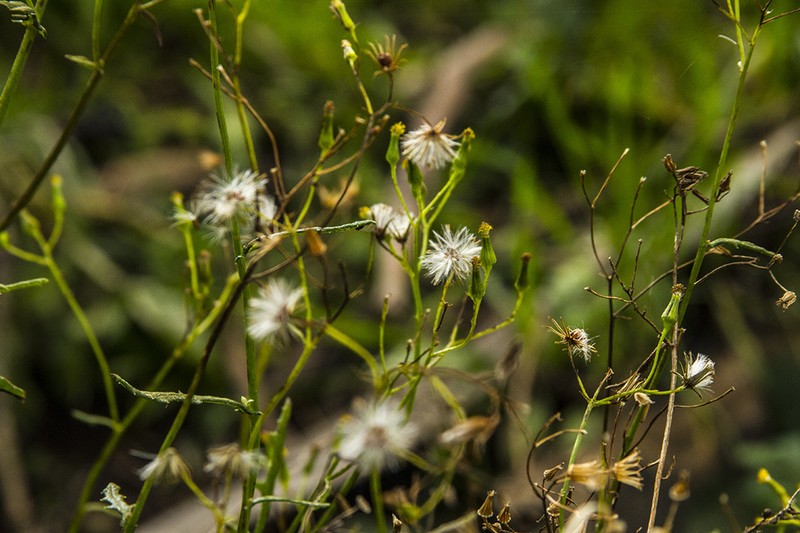 Senecio diaschides photo 8