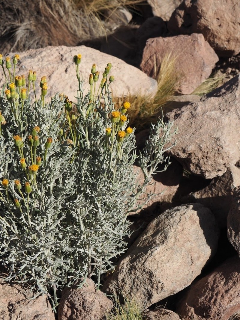 Senecio dichotomus