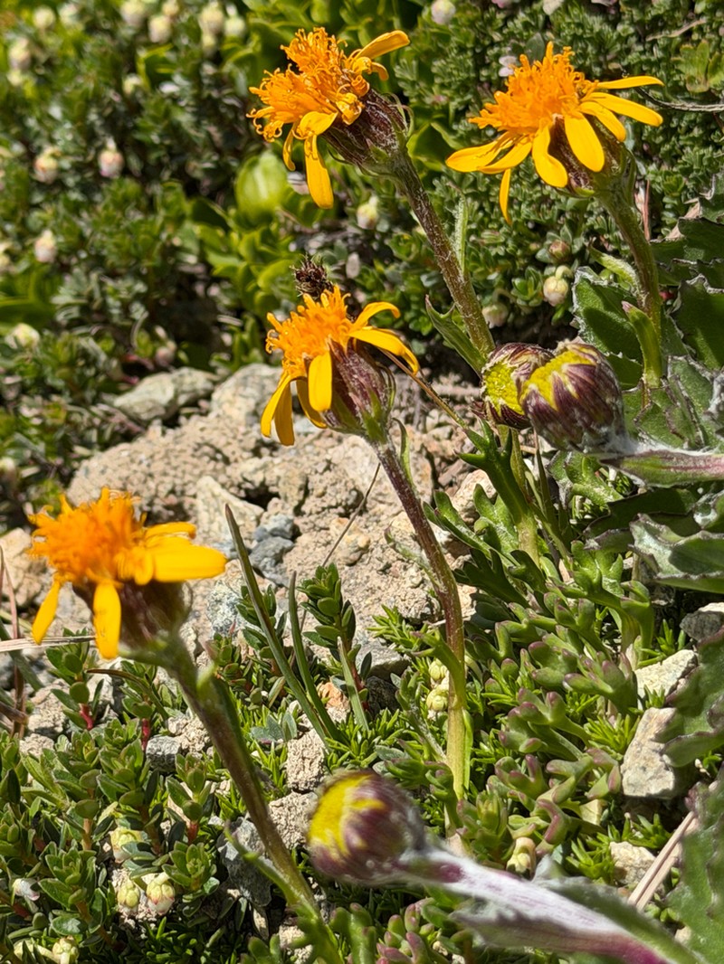 Senecio diemii photo 2