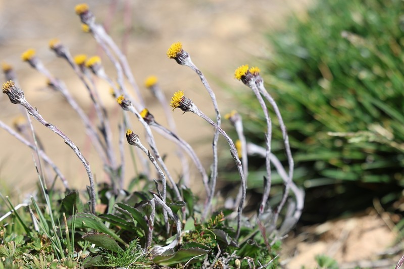 Senecio diemii photo 4