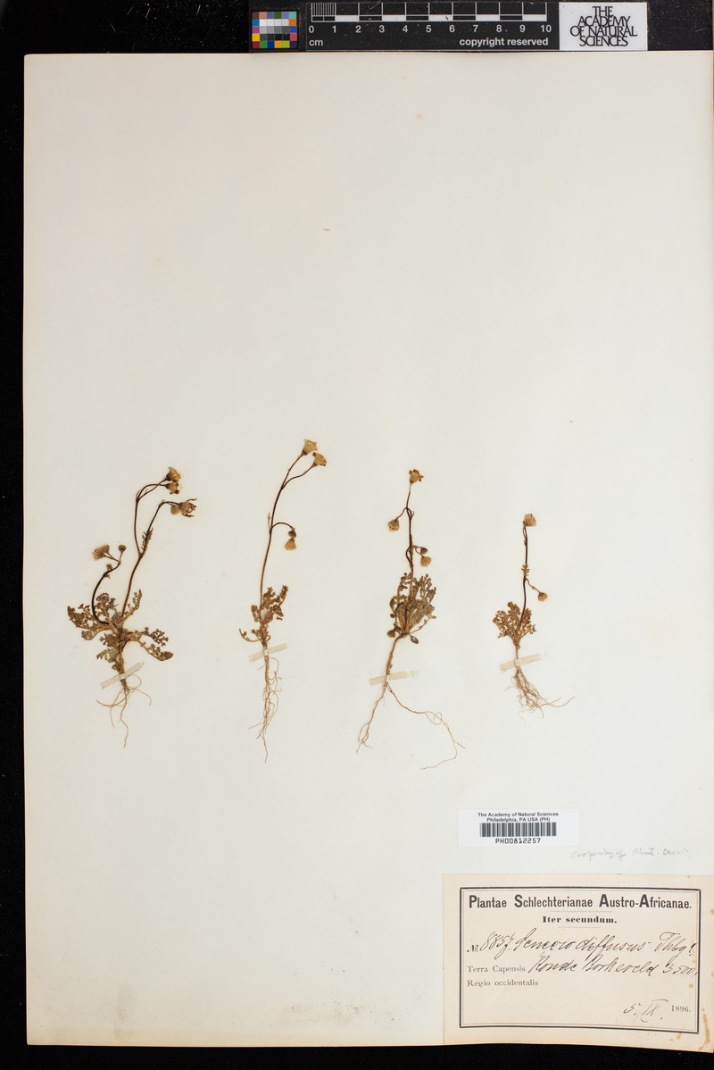 Senecio diffusus