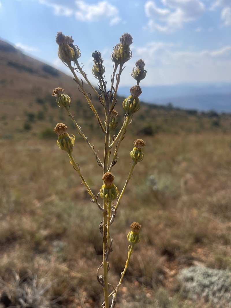Senecio digitalifolius