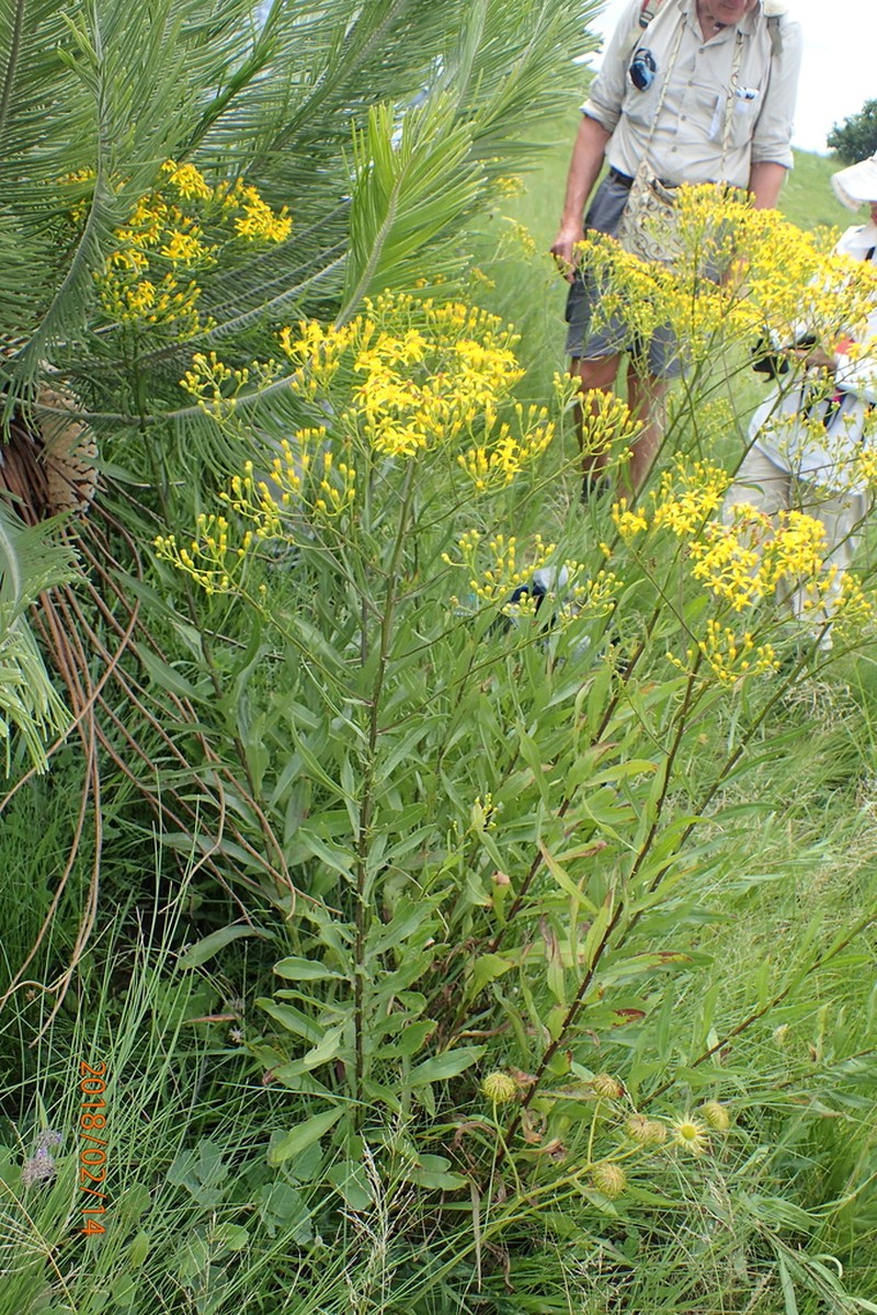 Senecio digitalifolius photo 2