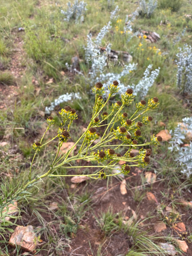 Senecio digitalifolius photo 3