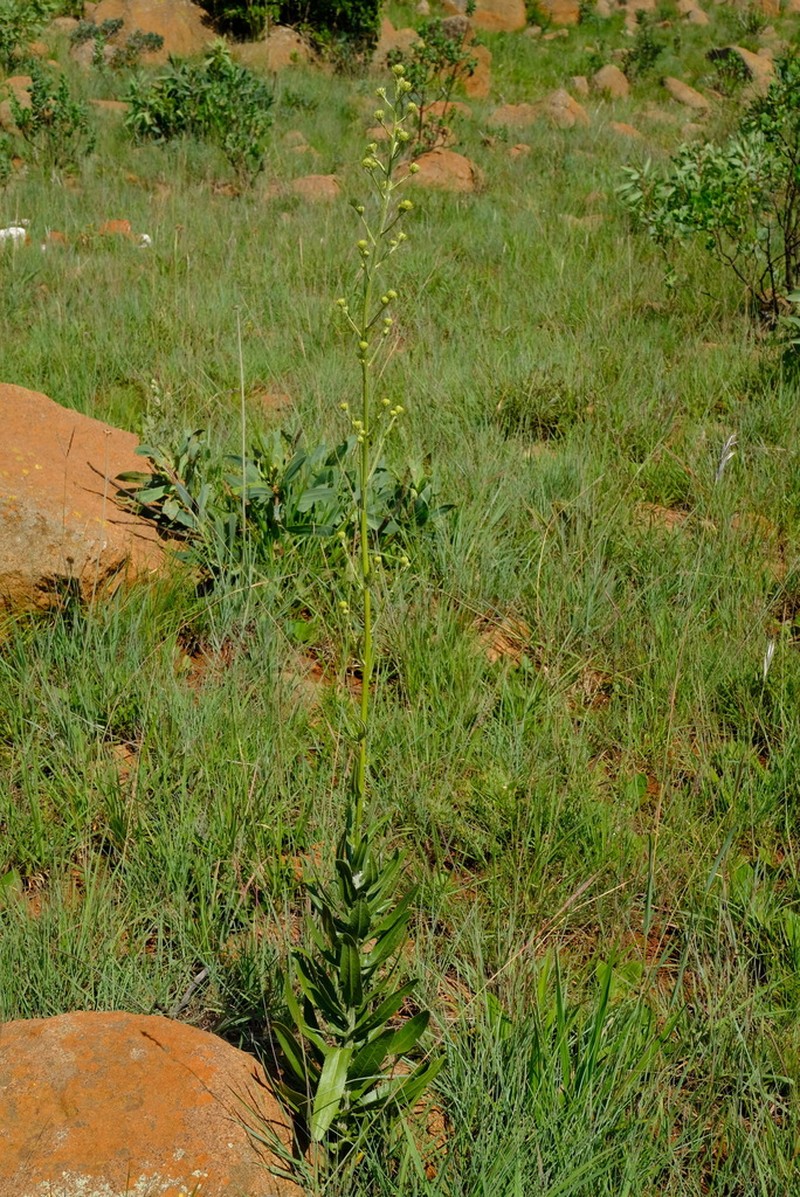 Senecio digitalifolius photo 4