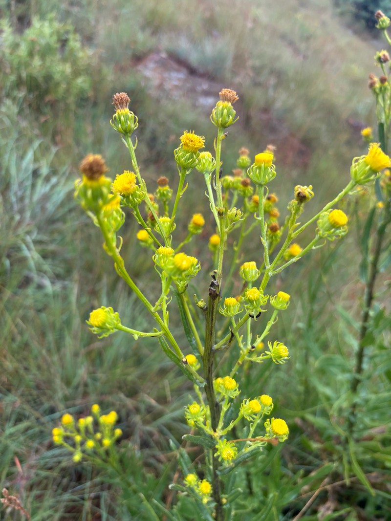 Senecio digitalifolius photo 5