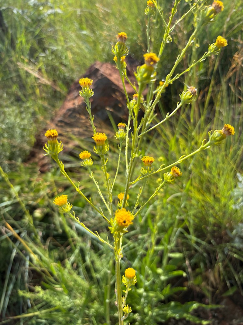 Senecio digitalifolius photo 6
