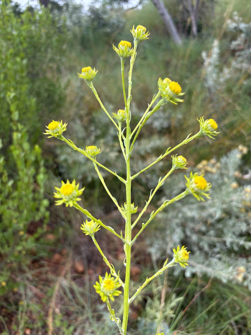 Senecio digitalifolius photo 7