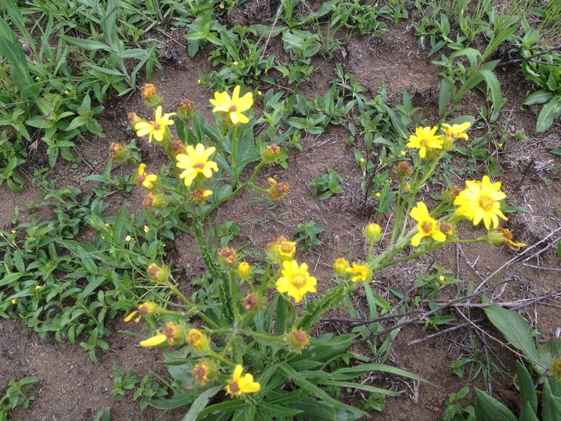Senecio digitalifolius photo 8