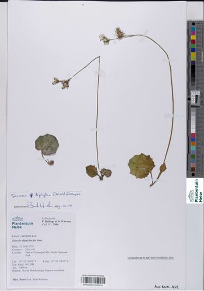 Senecio diphyllus photo 2