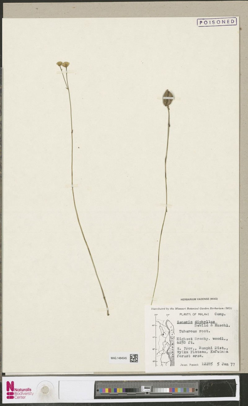 Senecio diphyllus photo 4