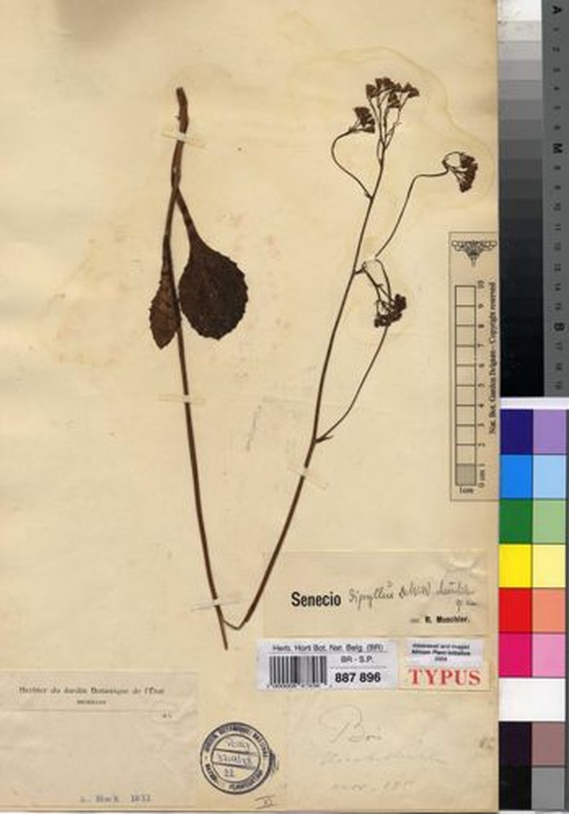 Senecio diphyllus photo 6