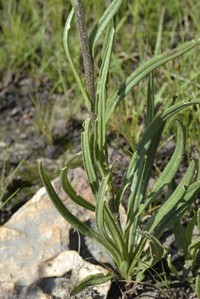 Senecio discodregeanus