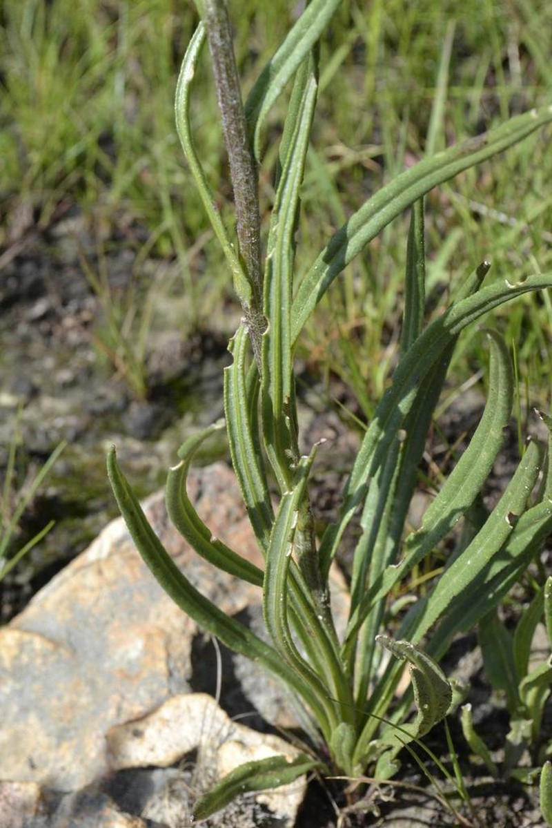 Senecio discodregeanus