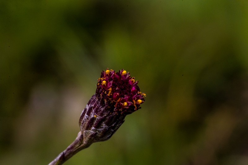 Senecio discodregeanus photo 2