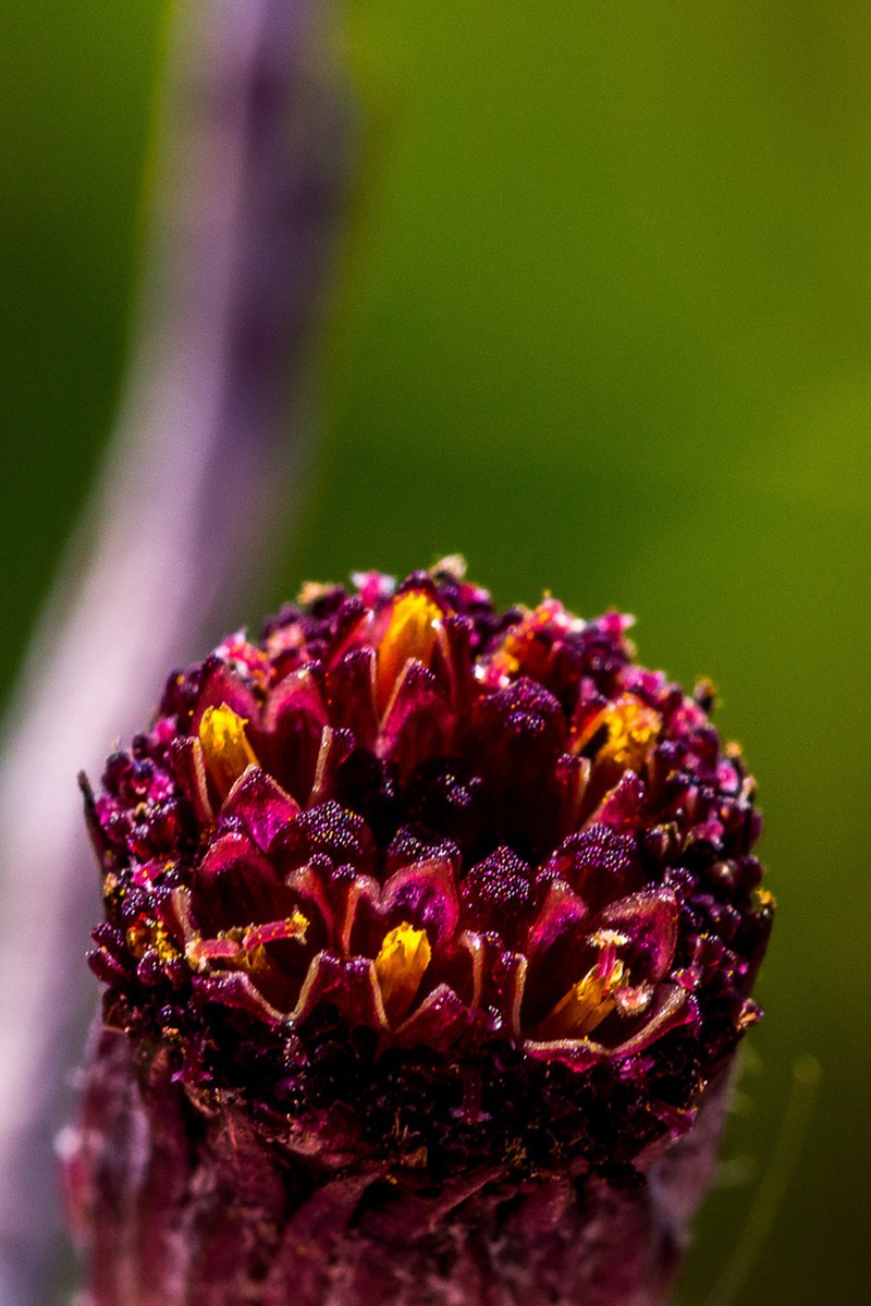 Senecio discodregeanus photo 3