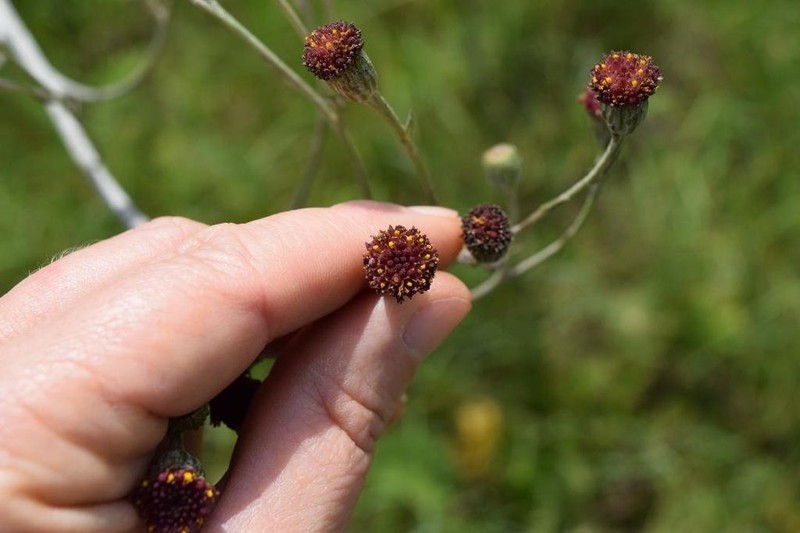 Senecio discodregeanus photo 4