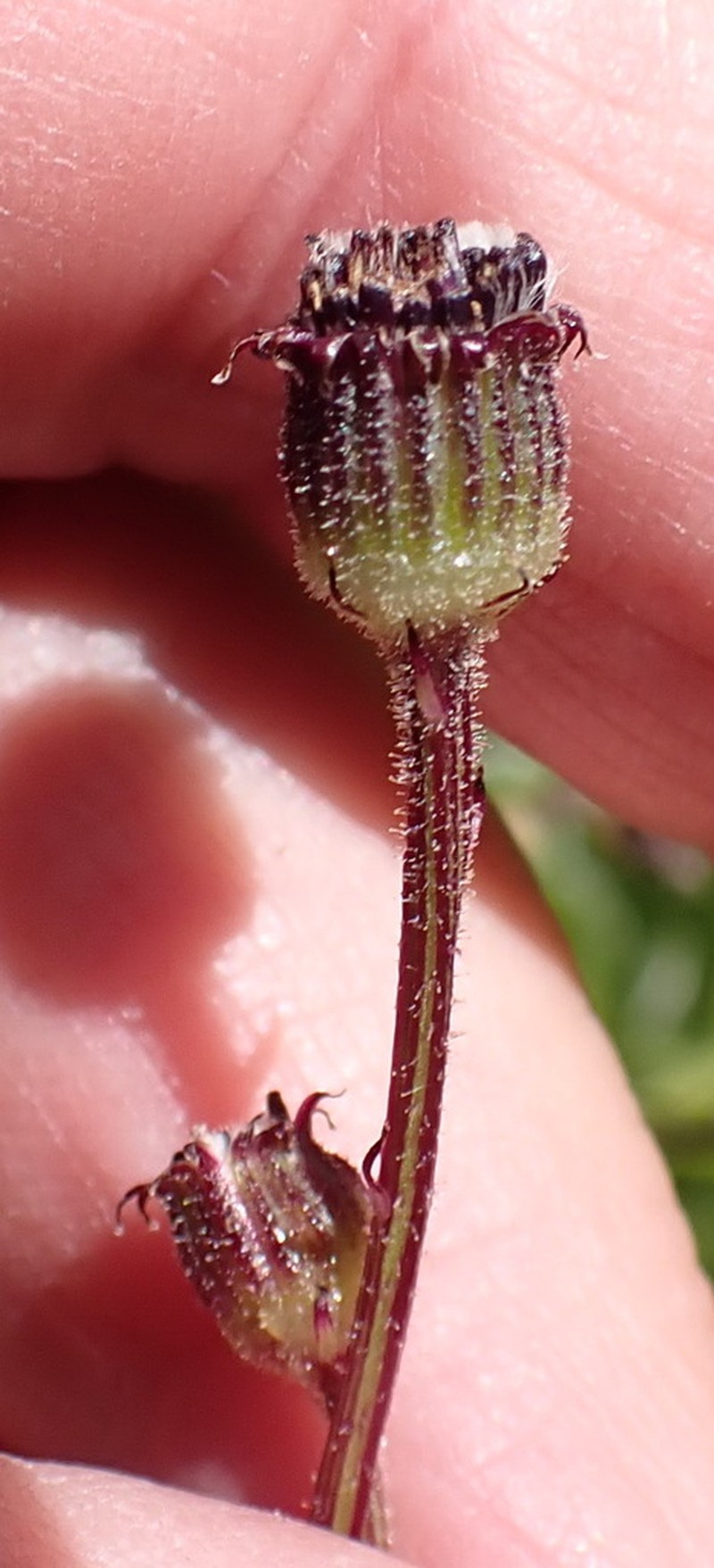 Senecio discodregeanus photo 5