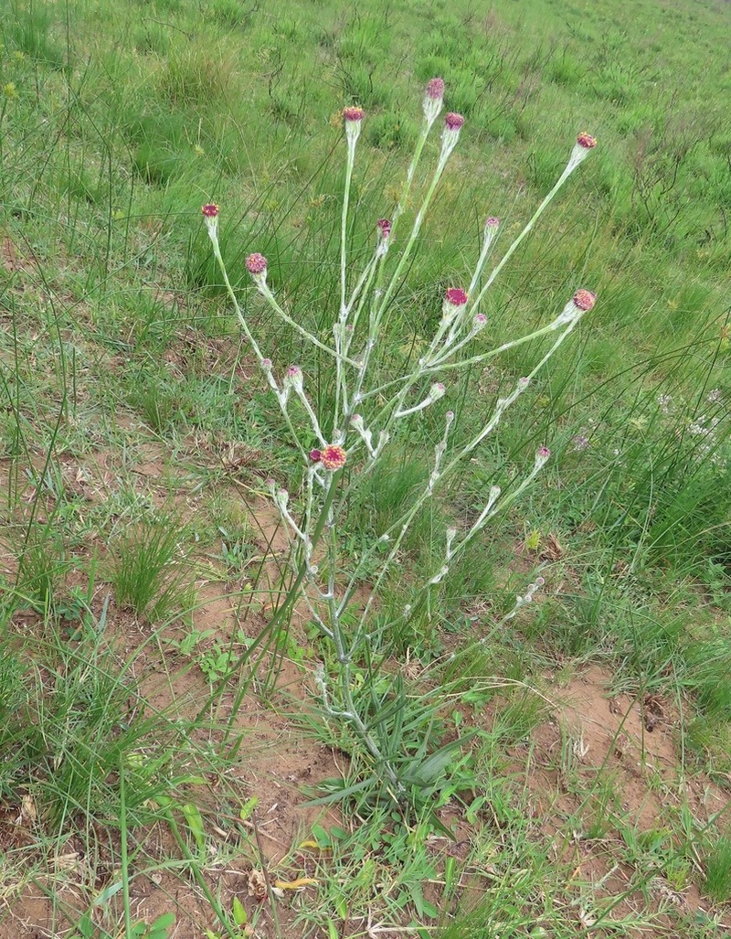 Senecio discodregeanus photo 6