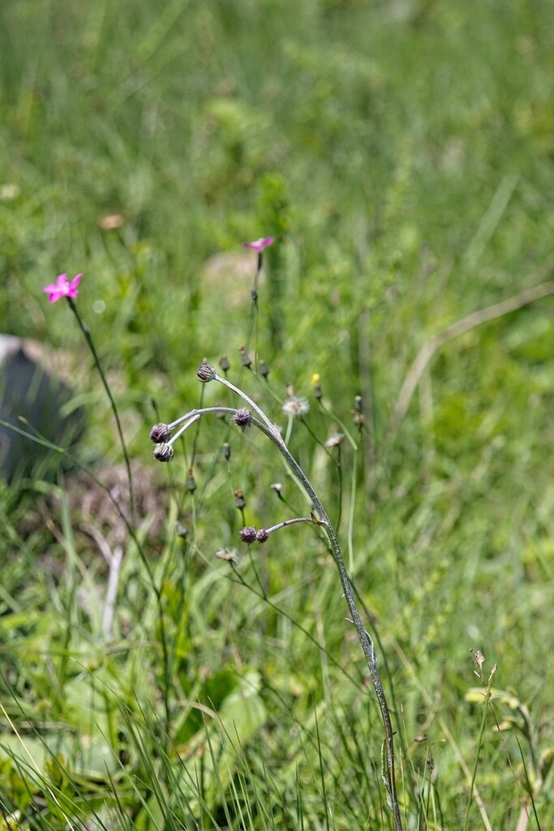 Senecio discodregeanus photo 8