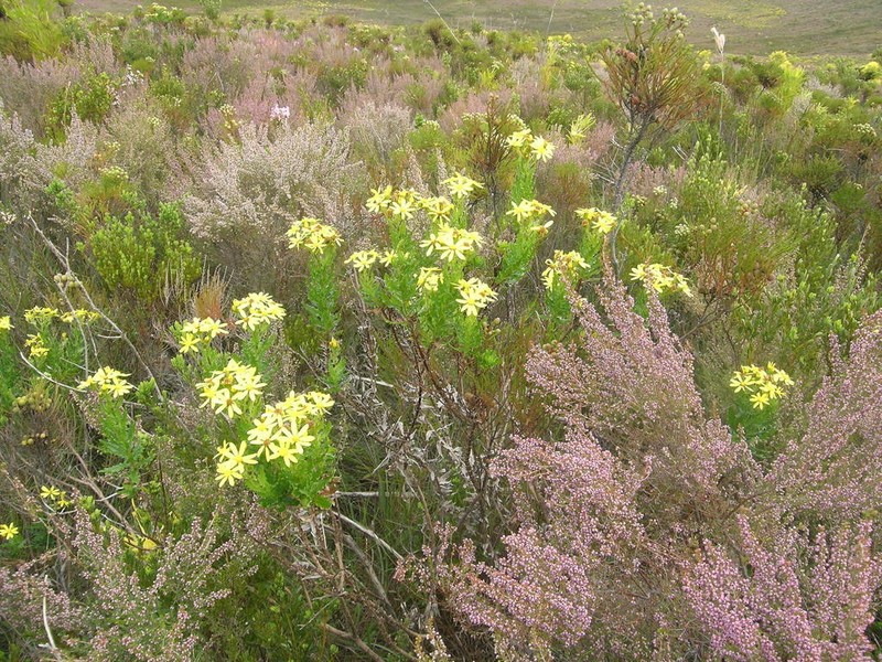 Senecio dissidens