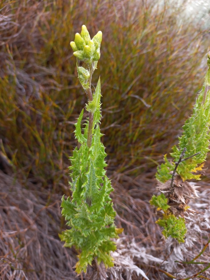 Senecio dissidens photo 2