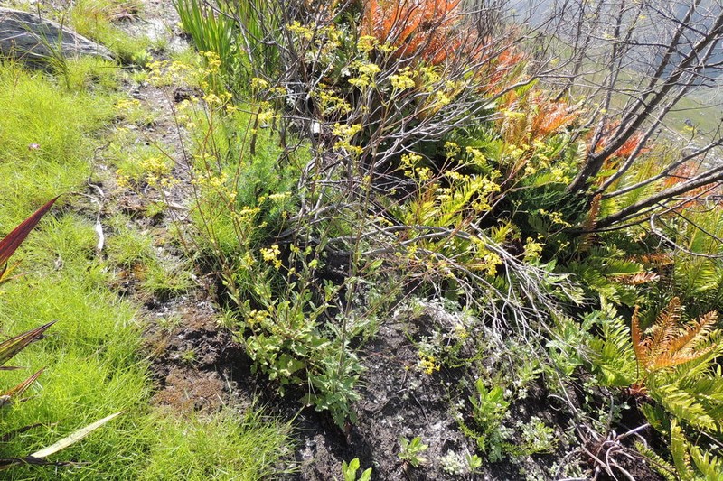 Senecio dissidens photo 3
