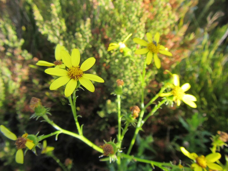 Senecio dissidens photo 4