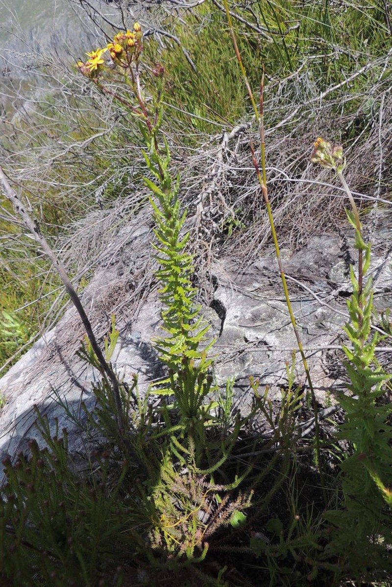 Senecio dissidens photo 5