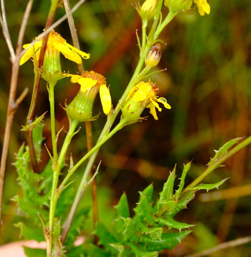 Senecio dissidens photo 6