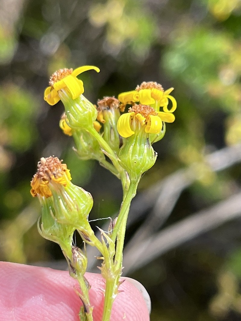 Senecio dissidens photo 7