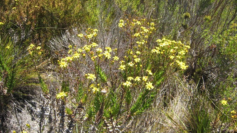 Senecio dissidens photo 8