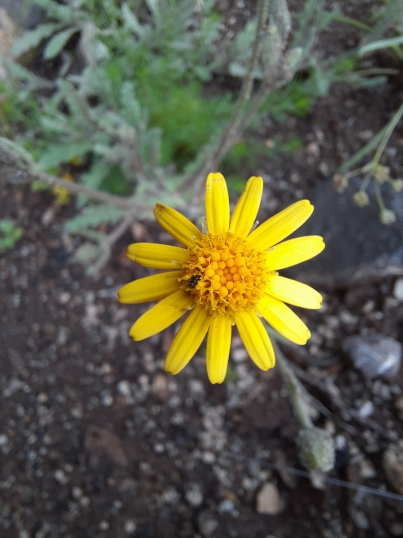 Senecio dissimulans