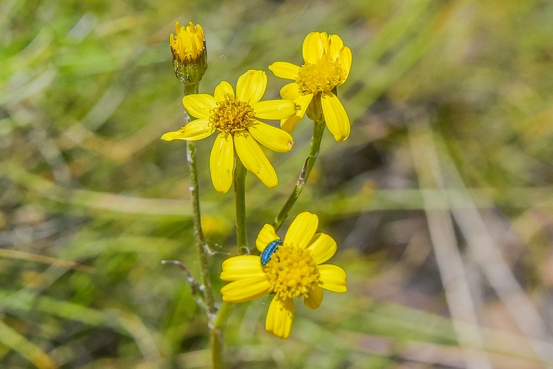 Senecio dissimulans photo 2