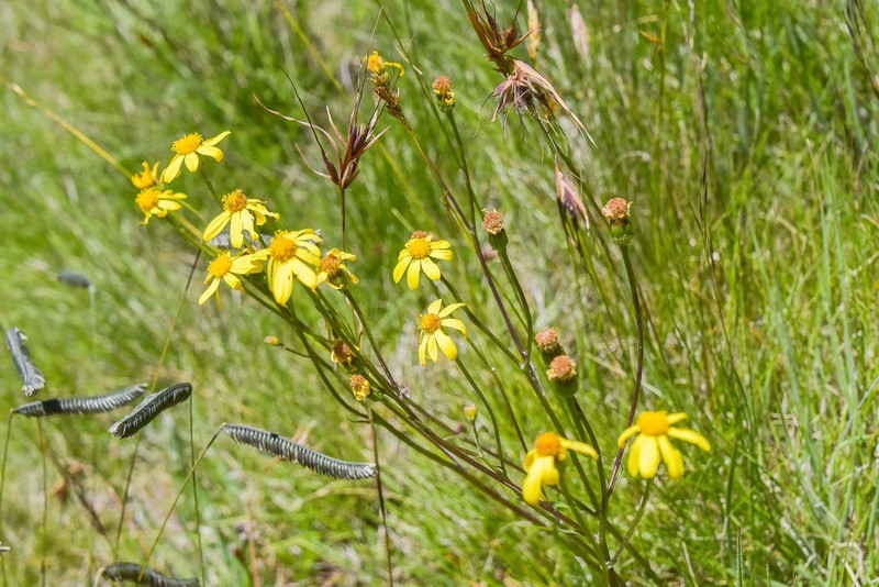 Senecio dissimulans photo 3