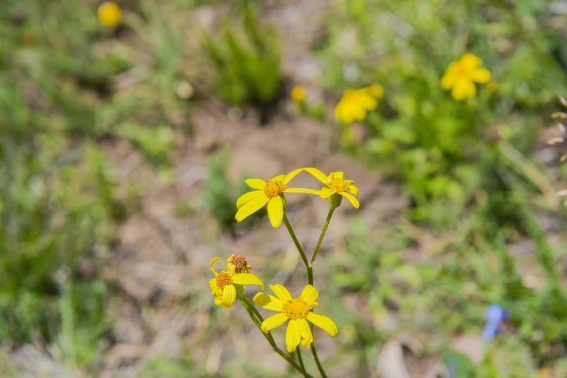 Senecio dissimulans photo 4
