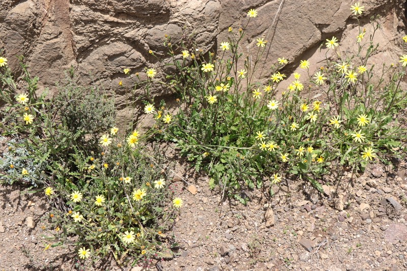 Senecio dissimulans photo 5
