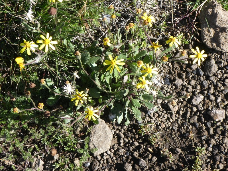 Senecio dissimulans photo 6