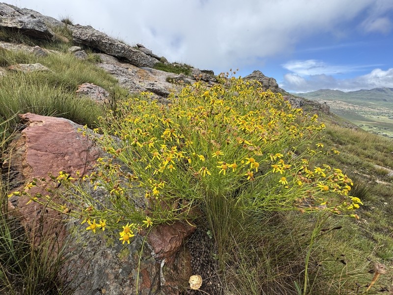 Senecio dissimulans photo 7