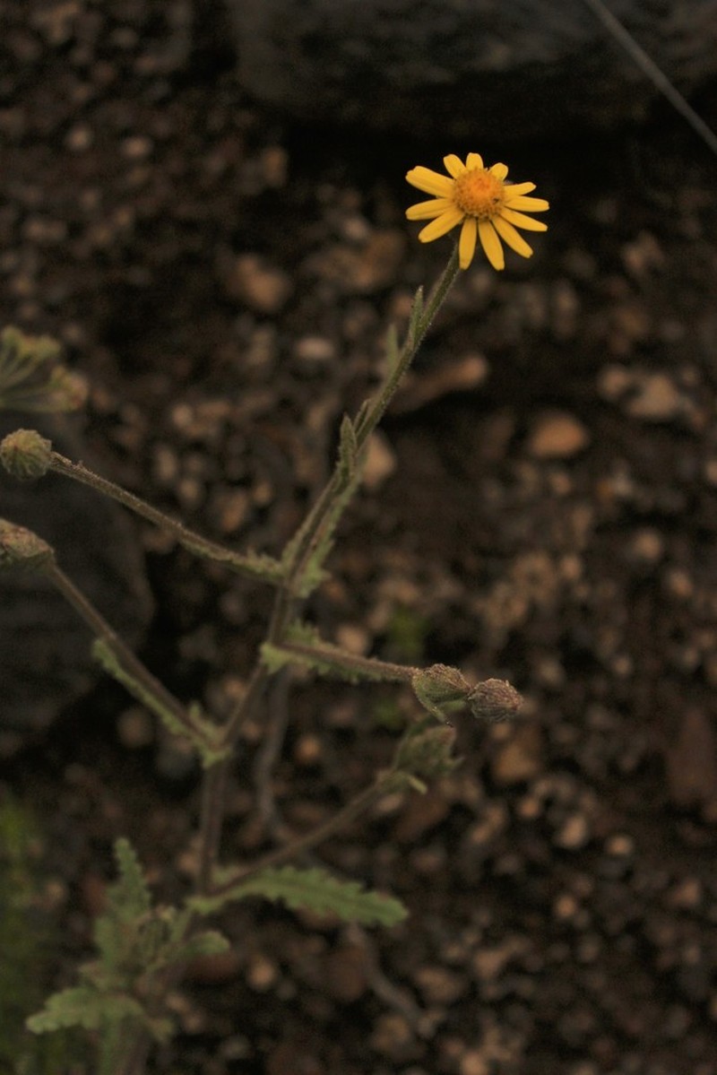 Senecio dissimulans photo 8