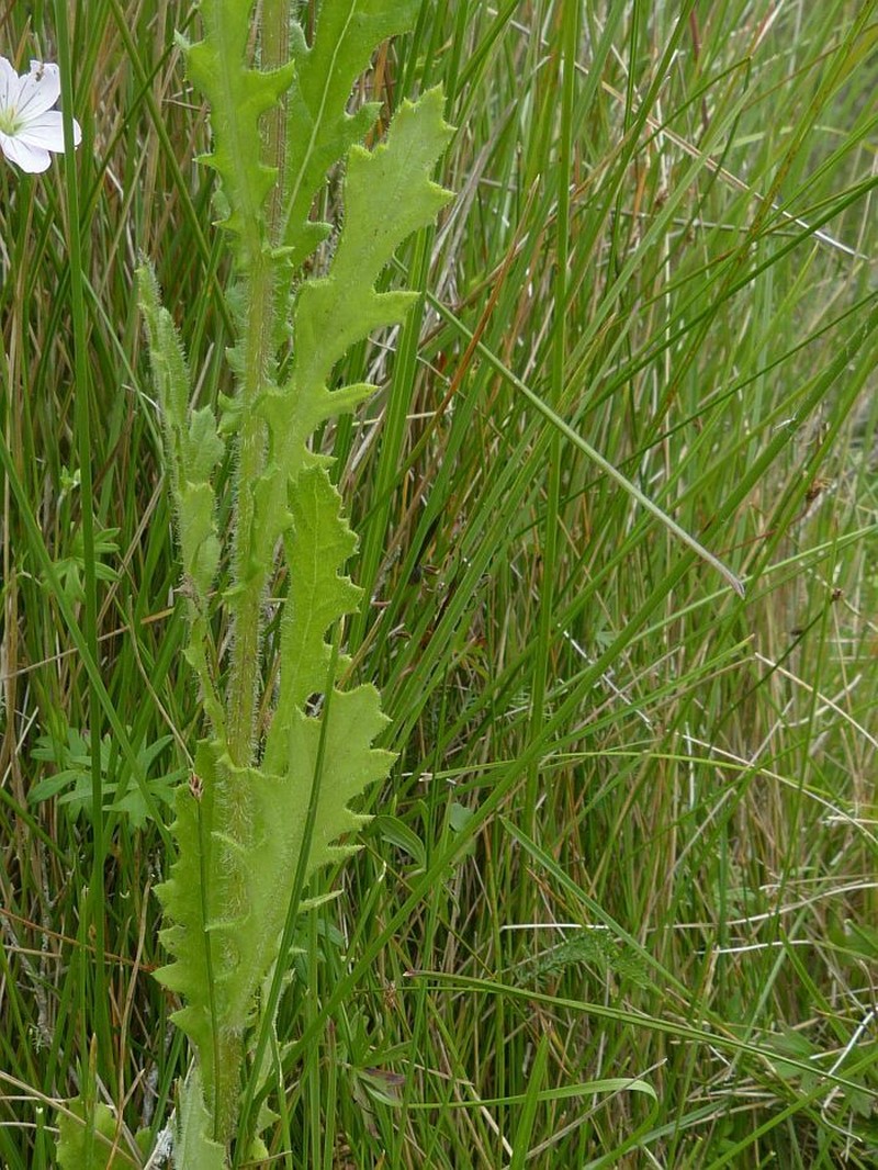Senecio distalilobatus