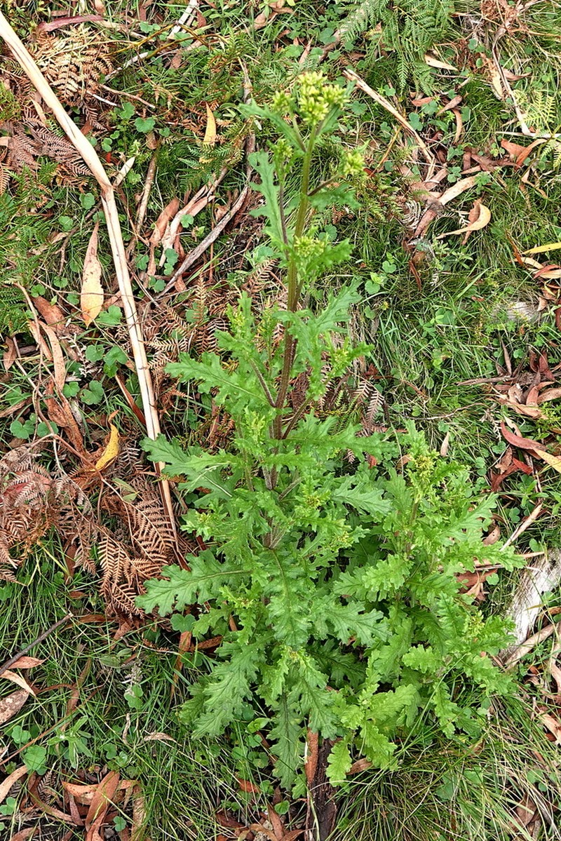 Senecio distalilobatus photo 4
