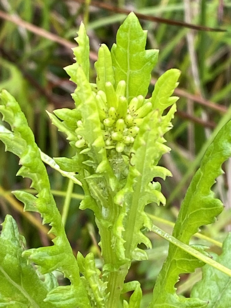 Senecio distalilobatus photo 5