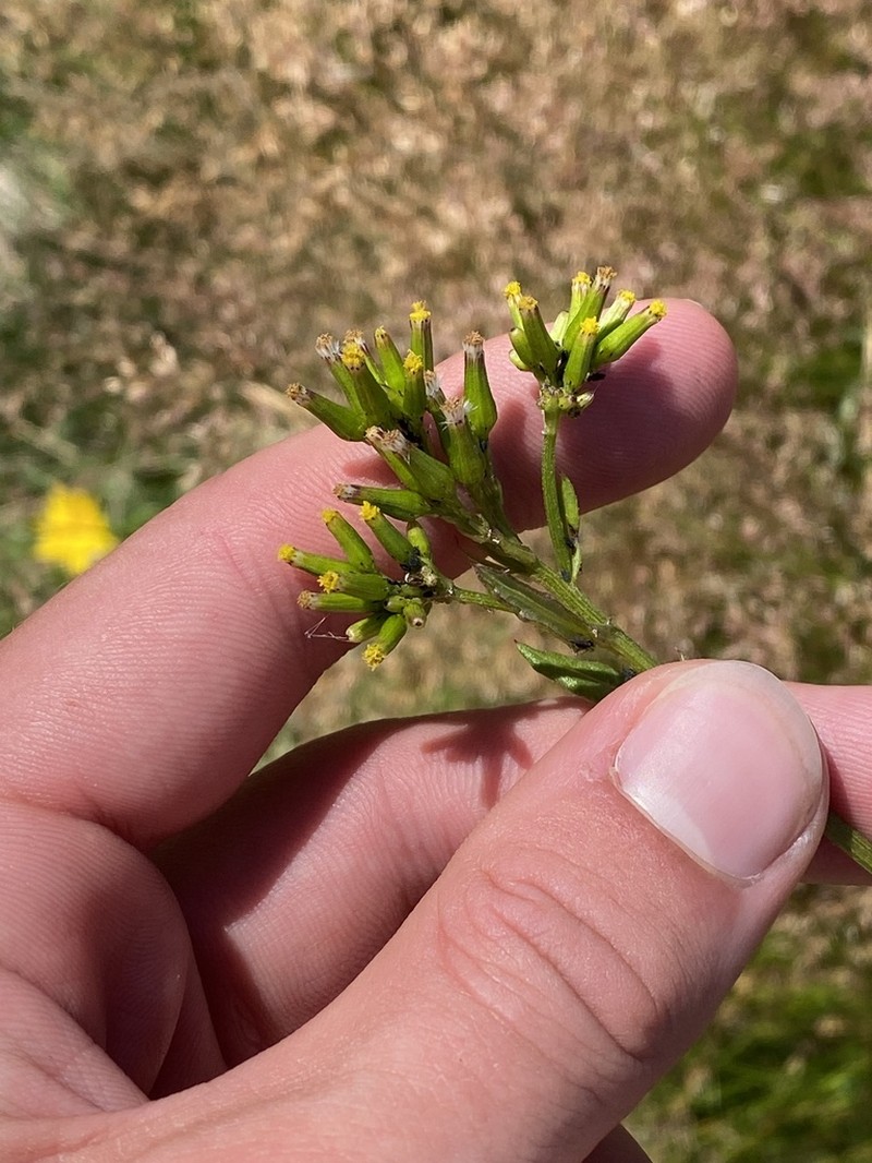 Senecio distalilobatus photo 6