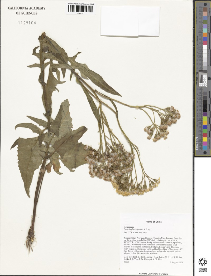 Senecio diversipinnus